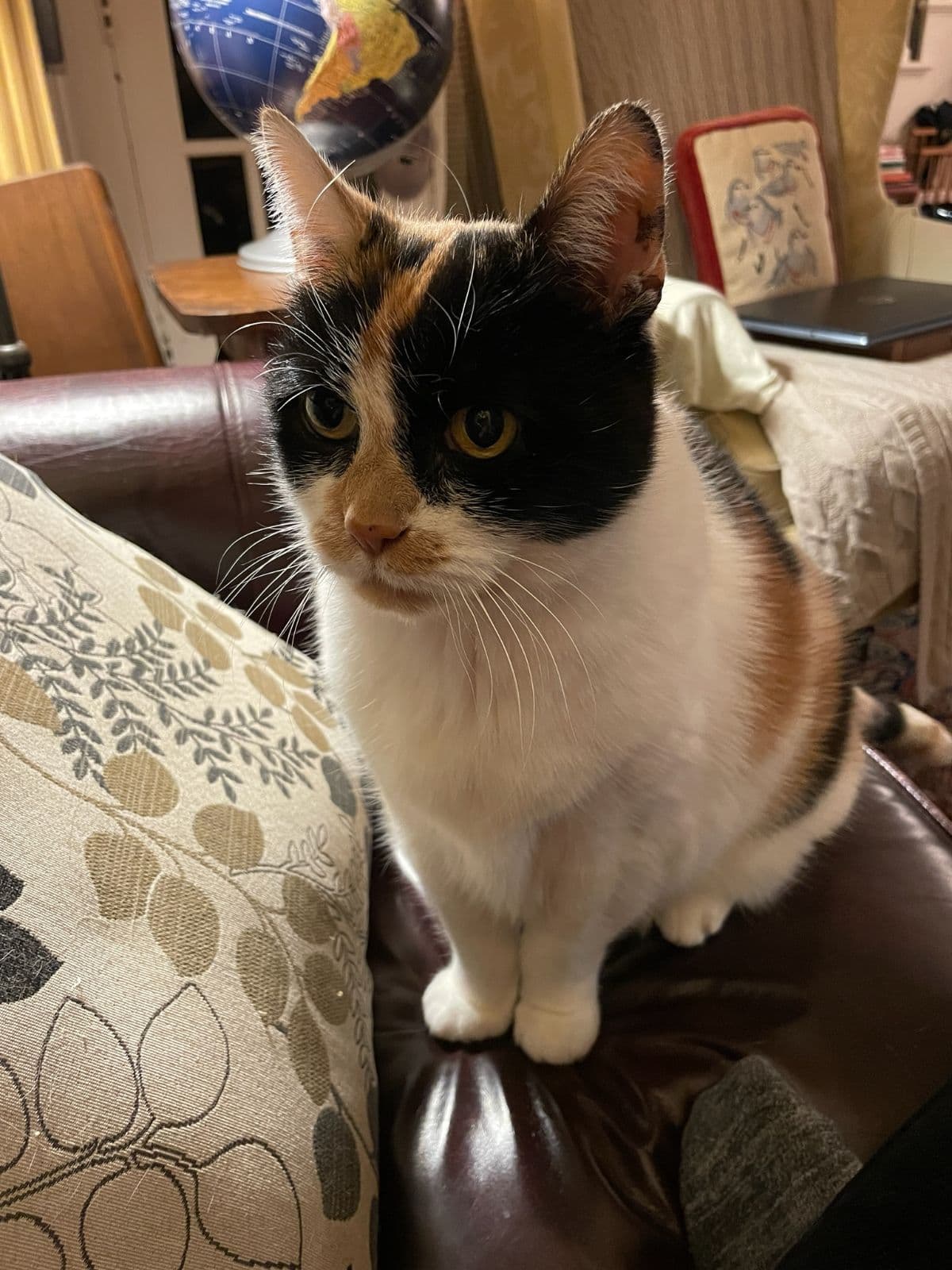 Professor Whiskerstein